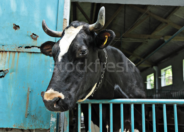 cow at farm Stock photo © leungchopan