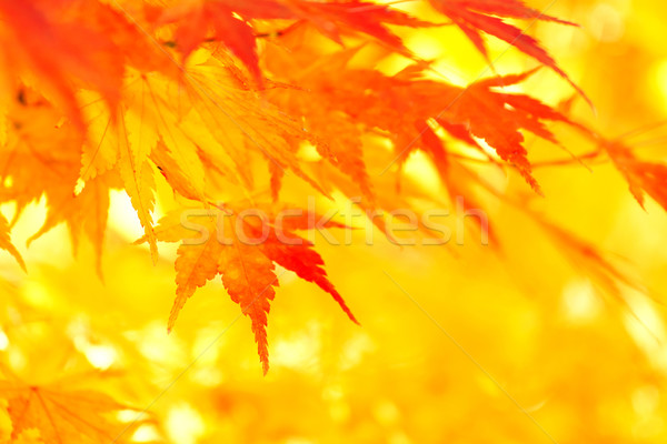 Yellow and red maple leave in autumn Stock photo © leungchopan