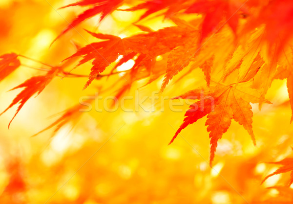 Herbst Ahorn Blätter Hintergrund orange Umwelt Stock foto © leungchopan