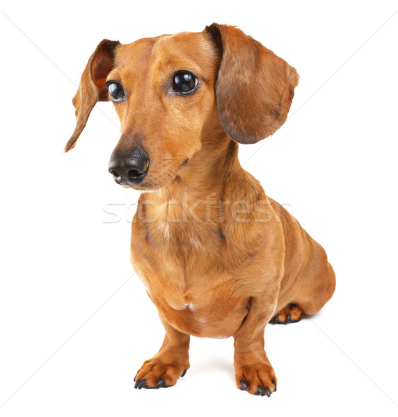 Dachshund dog Stock photo © leungchopan