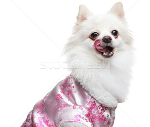 pomeranian wait for yummy food Stock photo © leungchopan