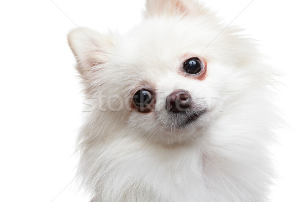 Pomeranian Spitz dog Stock photo © leungchopan