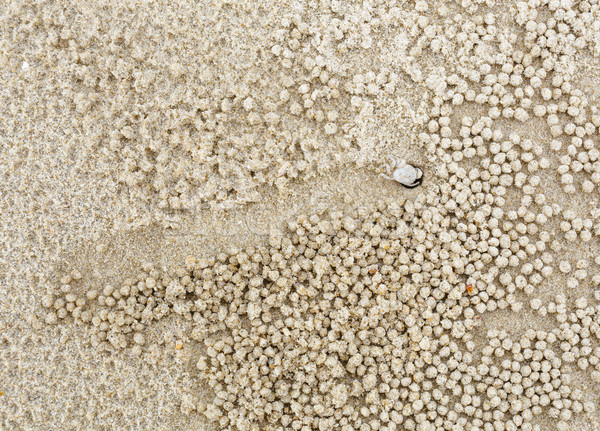 Small white crab moving sand balls Stock photo © leungchopan