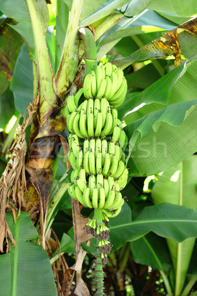 banana on tree Stock photo © leungchopan