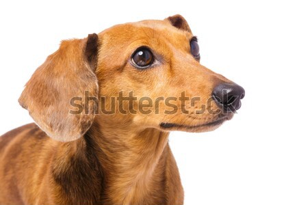 Dachshund Dog looking at a side Stock photo © leungchopan