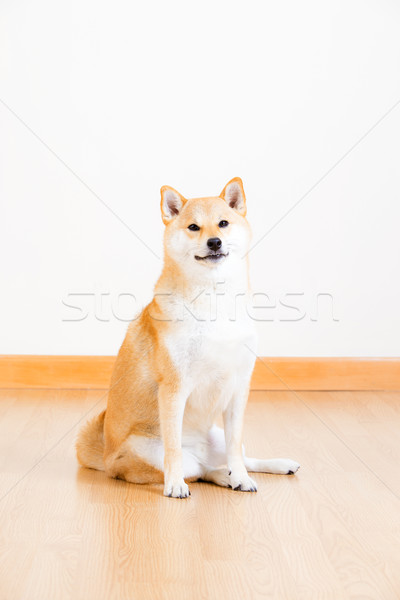 Marrom casa piso japonês cachorro sessão Foto stock © leungchopan