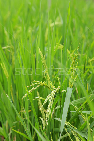 green paddy rice Stock photo © leungchopan