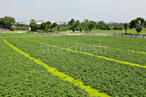 farm field Stock photo © leungchopan