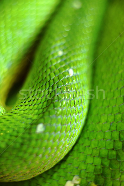 green snake Stock photo © leungchopan