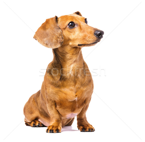 Tacskó kutya néz portré kolbász díszállat Stock fotó © leungchopan