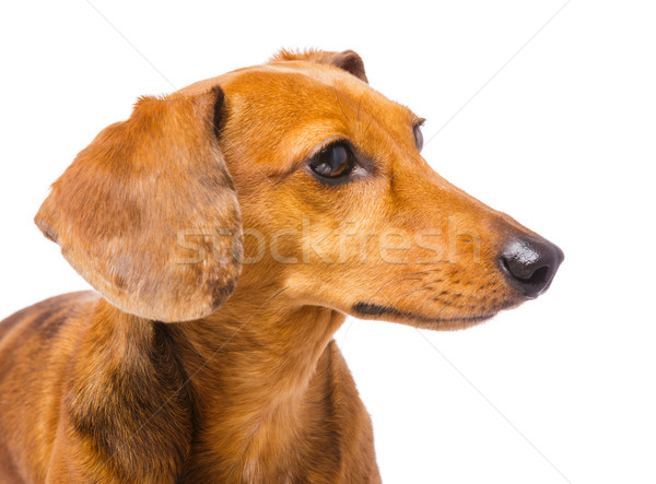 Tacskó kutya néz oldal haj portré Stock fotó © leungchopan