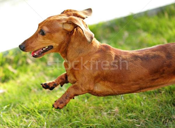 Stockfoto: Teckel · hond · lopen · springen · gras · jonge