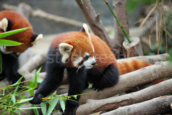 red panda Stock photo © leungchopan