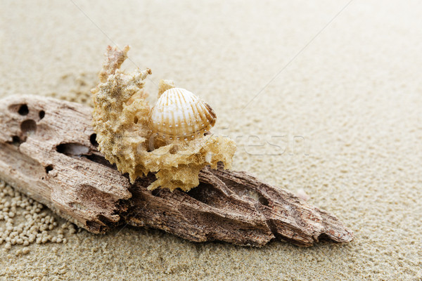 Troncos coral praia paisagem verão relaxar Foto stock © leungchopan