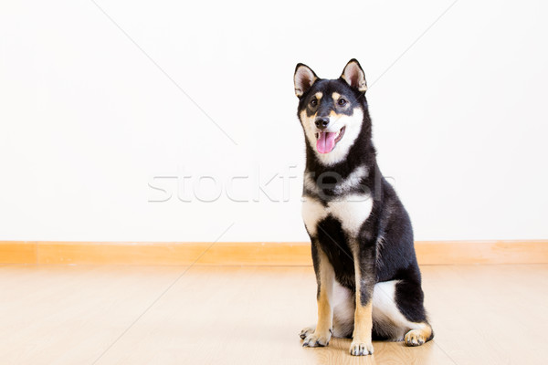 Black and tan Shiba Inu at home Stock photo © leungchopan