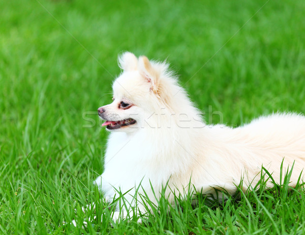 Weiß Hund Sitzung Gras Lächeln glücklich Stock foto © leungchopan