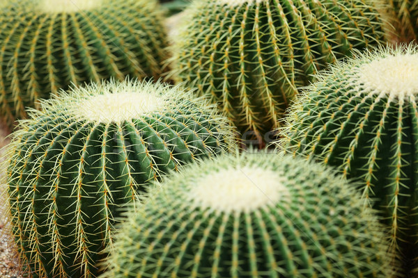 Cactus plantă floare natură verde bilă Imagine de stoc © leungchopan