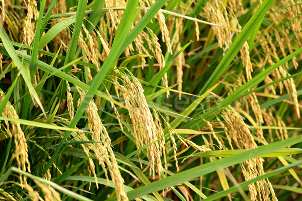 Campo de arroz cielo hierba paisaje fondo azul Foto stock © leungchopan