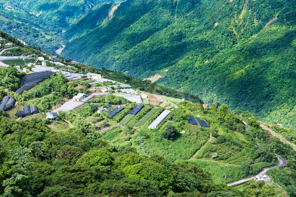 農場 台灣 草 性質 山 綠色 商業照片 © leungchopan