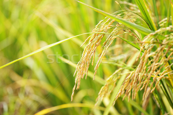 paddy rice Stock photo © leungchopan