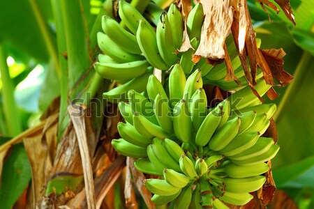 banana on tree Stock photo © leungchopan