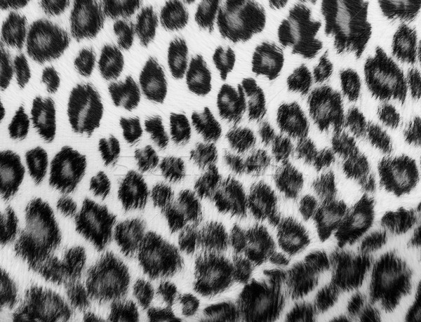 Monochrome leopard Print Stock photo © leungchopan