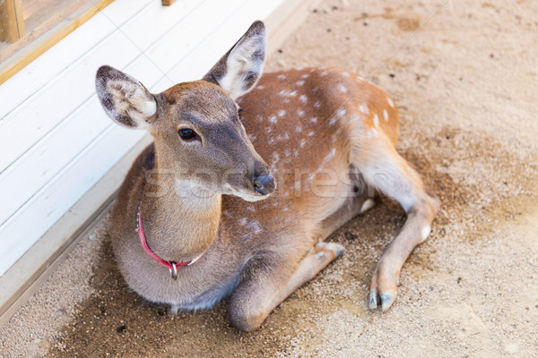 Roe deer Stock photo © leungchopan