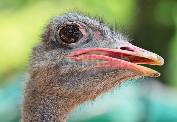 ostrich bird Stock photo © leungchopan