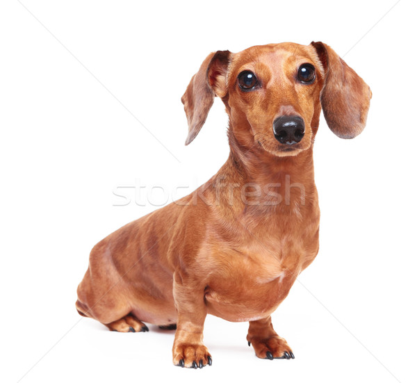 Bassê cão cara fundo retrato jovem Foto stock © leungchopan