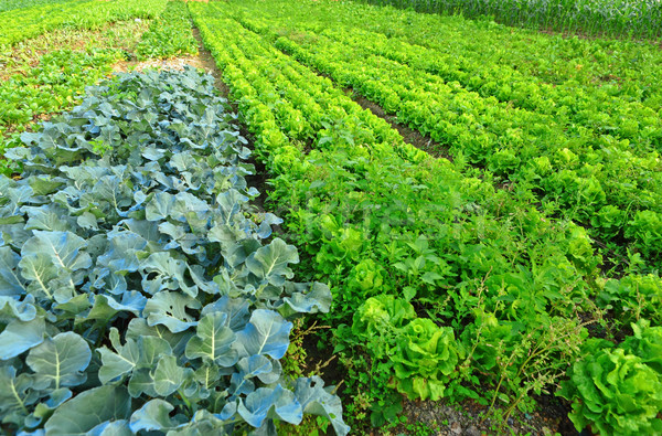 Cultivated land Stock photo © leungchopan