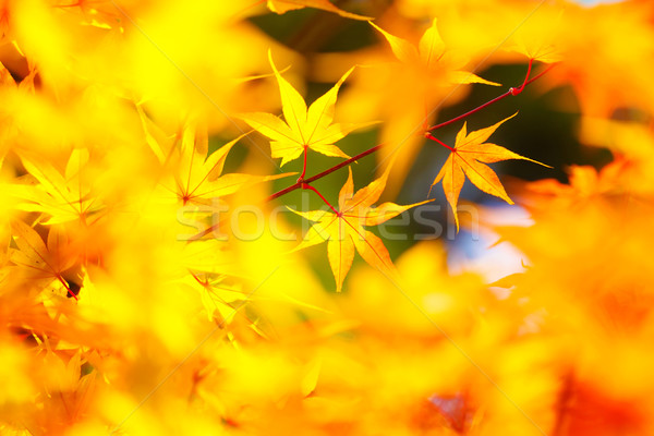 Yellow maple in autumn Stock photo © leungchopan
