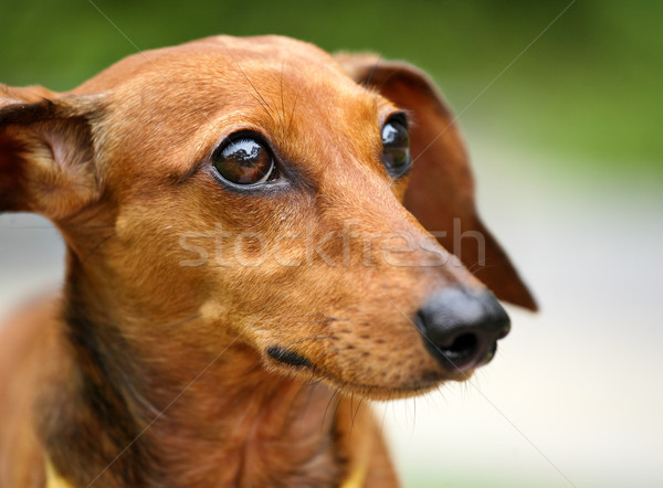 [[stock_photo]]: Teckel · chien · herbe · jeunes · animaux · prairie