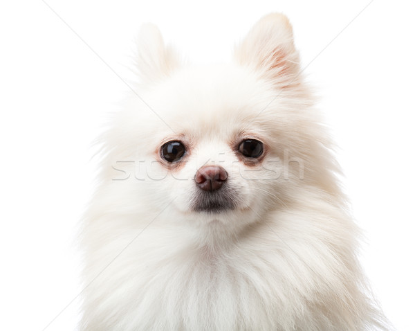 White pomeranian Stock photo © leungchopan