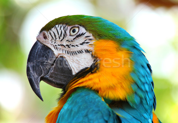 Perroquet vert volée tropicales animaux belle [[stock_photo]] © leungchopan