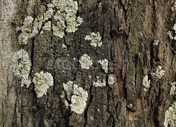Lichen on wood surface Stock photo © leungchopan