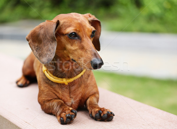 Dachshund parc câine iarbă tineri animal Imagine de stoc © leungchopan