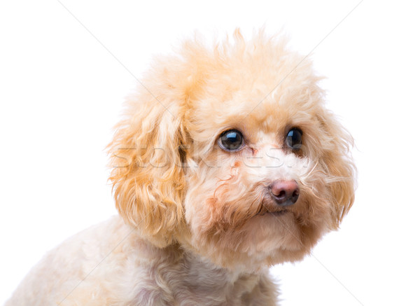 Stock photo: Poodle dog