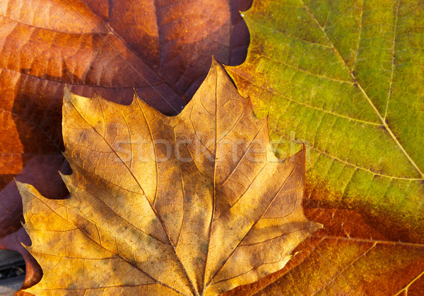 Maple leave in autumn  Stock photo © leungchopan