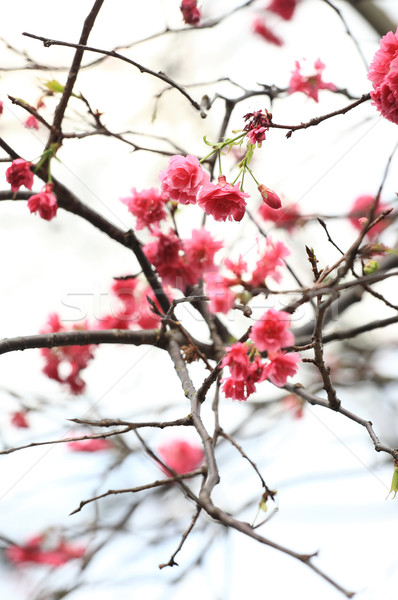 Foto stock: Flor · primavera · abstrato · fundo · arte