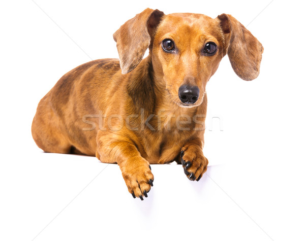 Dachshund Dog Stock photo © leungchopan