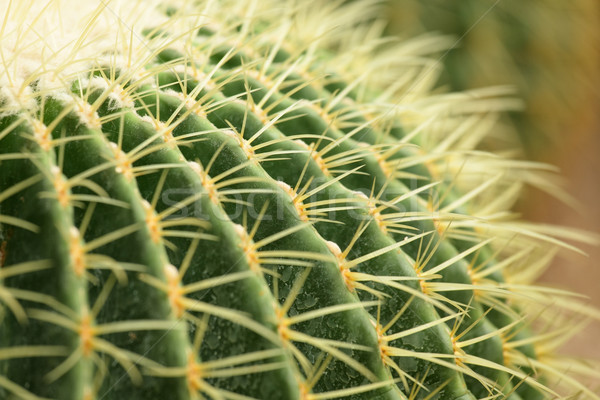 Kaktus projektu liści ogród pustyni Zdjęcia stock © leungchopan