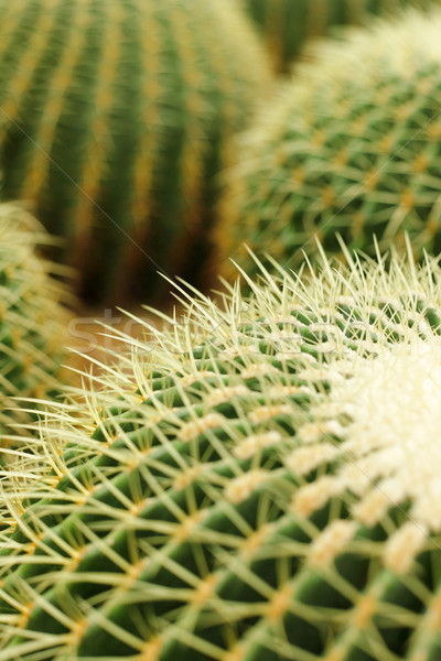 Kaktus złoty baryłkę projektu ogród tle Zdjęcia stock © leungchopan