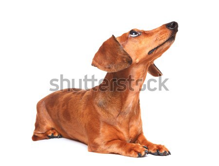 Bassê cão procurar cara fundo retrato Foto stock © leungchopan
