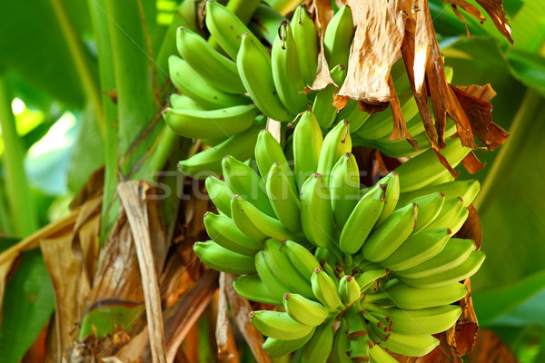 Green banana tree Stock photo © leungchopan