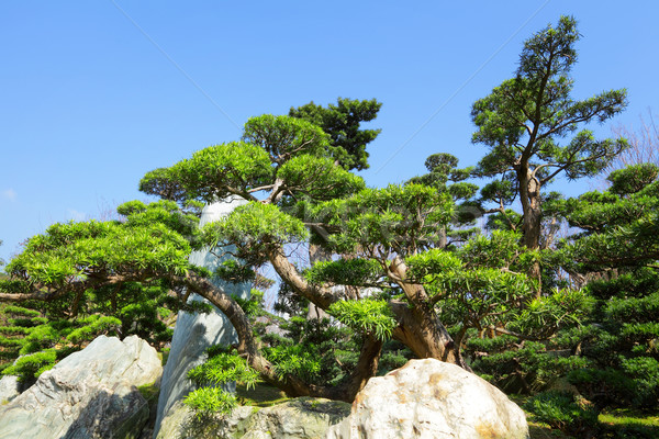 Stockfoto: Chinese · tuin · plant · gras · foto · asian