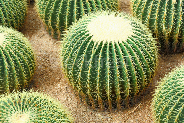 Kaktus liści ogród pustyni ziemi piasku Zdjęcia stock © leungchopan