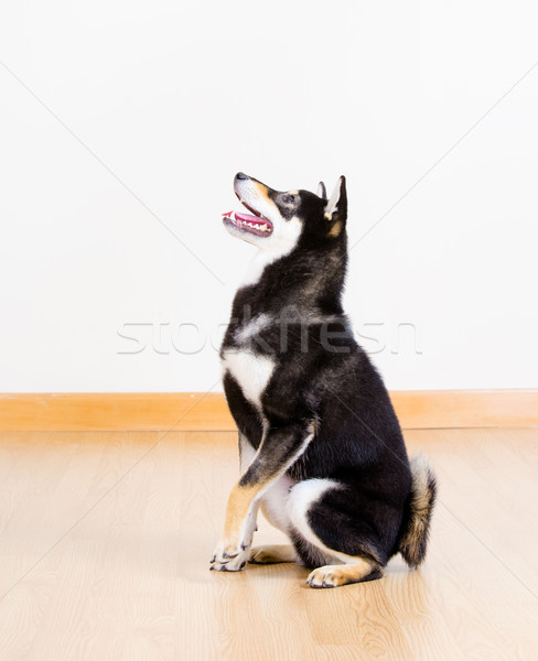 Shiba inu dog in black sitting on floor Stock photo © leungchopan