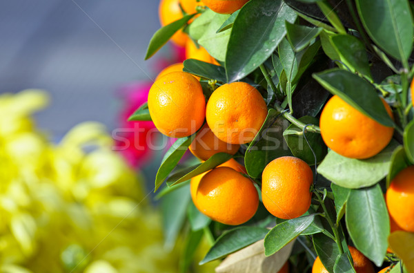 kumquat for chinese new year Stock photo © leungchopan