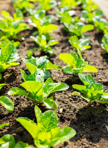 Foto stock: Lechuga · primavera · hierba · naturaleza · paisaje