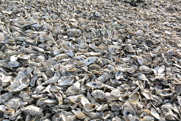 Ostrica shell mare Ocean paura pranzo Foto d'archivio © leungchopan